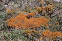 Teloschistes capensis