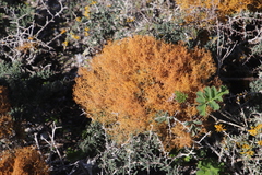 Teloschistes capensis