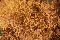 Teloschistes capensis