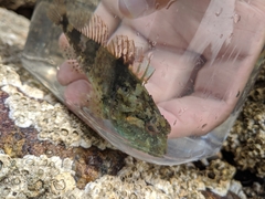 Myoxocephalus aenaeus