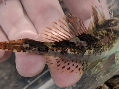 Myoxocephalus aenaeus