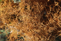 Teloschistes capensis