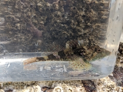 Myoxocephalus aenaeus