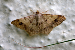 Arcesis threnodes