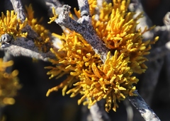 Dufourea flammea