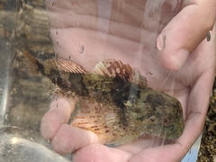 Myoxocephalus aenaeus