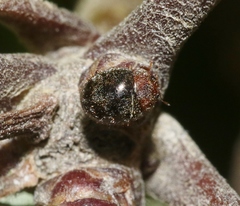 Rhyzobius lophanthae