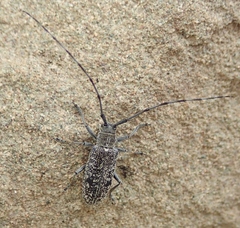 Microgoes oculatus