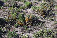 Dufourea flammea