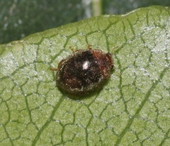 Rhyzobius lophanthae