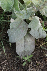 Golovinomyces verbasci