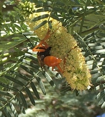 Sphex ashmeadi
