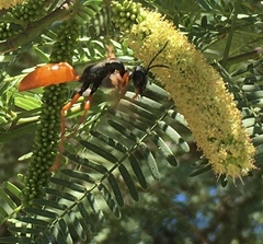Sphex ashmeadi