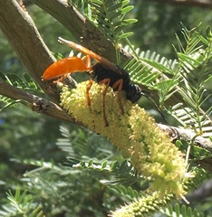 Sphex ashmeadi