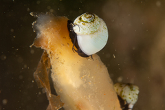 Margarella violacea