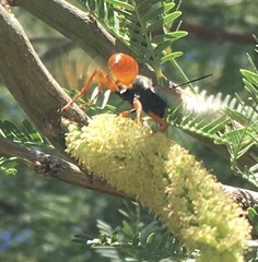 Sphex ashmeadi