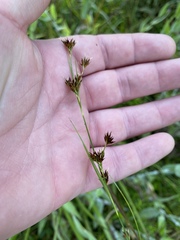 Rhynchospora capitellata