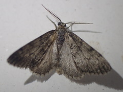 Tephronia sepiaria