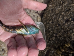 Myoxocephalus aenaeus