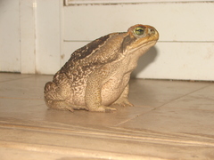 Rhinella diptycha
