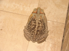 Rhinella diptycha