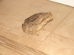 Rhinella diptycha