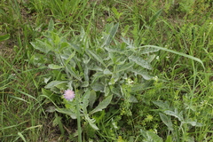 Erysiphe knautiae