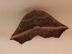 Metanema determinata