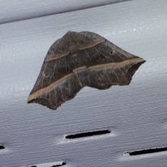 Metanema determinata