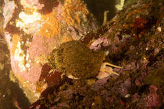 Fusitriton magellanicus