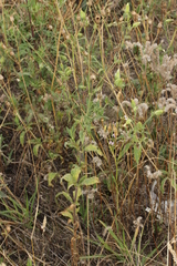 Uromyces verruculosus