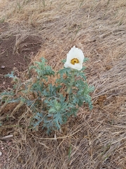 Argemone hispida
