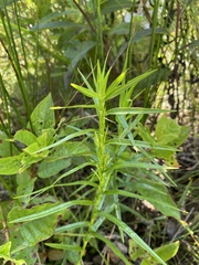 Dulichium arundinaceum