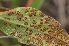 Uromyces verruculosus