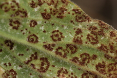 Uromyces verruculosus