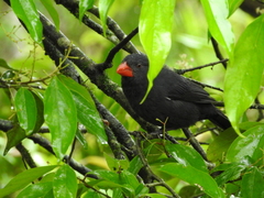 Saltator fuliginosus