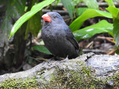 Saltator fuliginosus