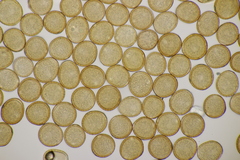 Uromyces verruculosus