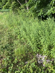 Lepomis macrochirus macrochirus