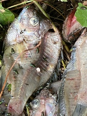 Lepomis macrochirus macrochirus