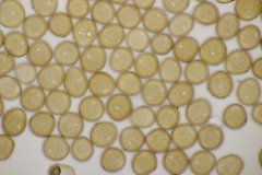 Uromyces verruculosus