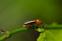 Clerinae