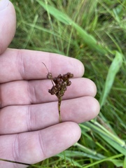 Juncus longii