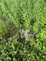 Lepomis macrochirus macrochirus