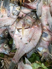 Lepomis macrochirus macrochirus