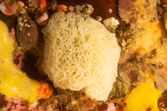 Calcarea