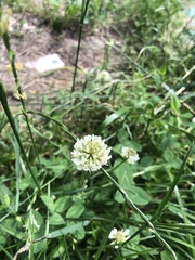 Trifolium repens