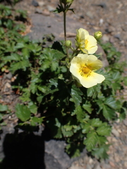 Drymocallis pseudorupestris