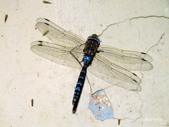 Rhionaeschna absoluta