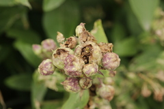 Thecaphora saponariae